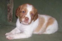 Orange, a female Brittany for sale in Greene, NY – 1 of 5