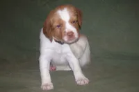 Orange, a female Brittany for sale in Greene, NY – 2 of 5