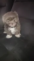 .., a male Shih Tzu for sale in South Hadley, MA – 8 of 10