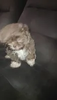 .., a male Shih Tzu for sale in South Hadley, MA – 9 of 10