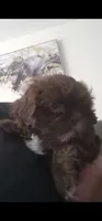 .., a male Shih Tzu for sale in South Hadley, MA – 2 of 10