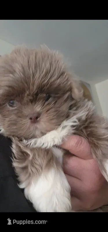 .. – Shih Tzu puppy for sale in South Hadley, MA
