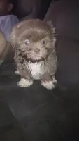 .., a male Shih Tzu for sale in South Hadley, MA – 10 of 10