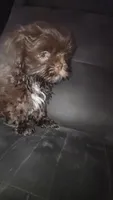 .., a male Shih Tzu for sale in South Hadley, MA – 5 of 10