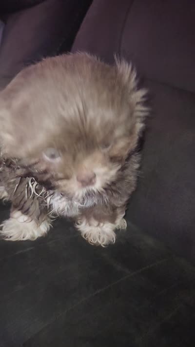 .., a male Shih Tzu for sale in South Hadley, MA – 5 of 10