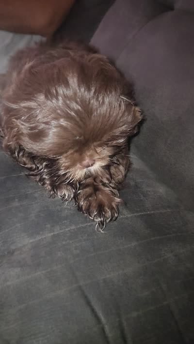 .., a male Shih Tzu for sale in South Hadley, MA – 4 of 10