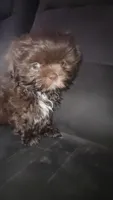 .., a male Shih Tzu for sale in South Hadley, MA – 6 of 10