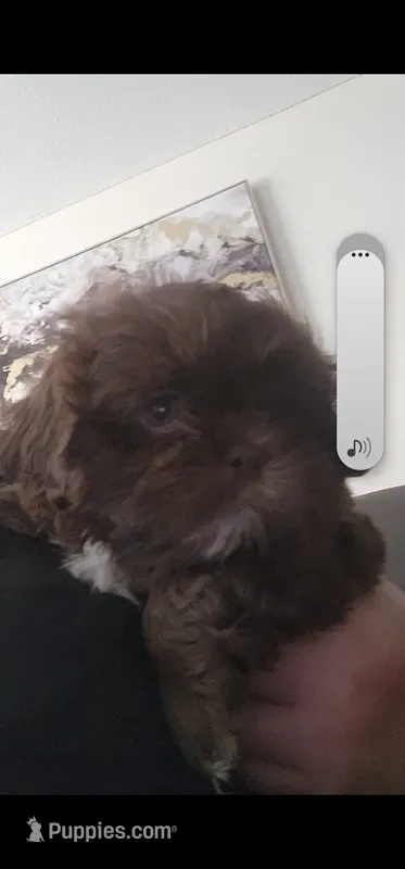 .. – Shih Tzu puppy for sale in South Hadley, MA