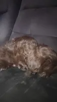 .., a male Shih Tzu for sale in South Hadley, MA – 10 of 10