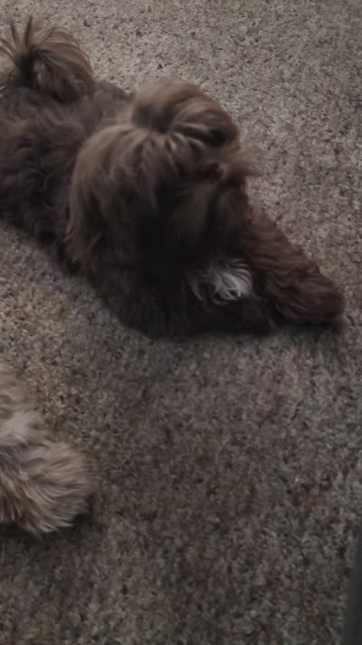 Browny, a male Shih Tzu for sale in South Hadley, MA – 10 of 10