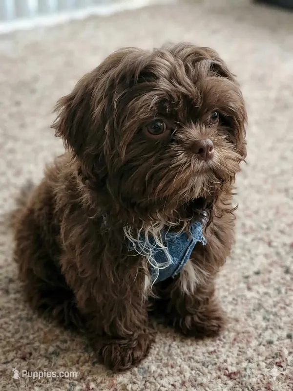 Browny – Shih Tzu puppy for sale in South Hadley, MA