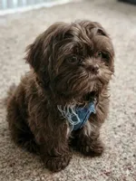 Browny, a male Shih Tzu for sale in South Hadley, MA – 1 of 10