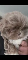 .., a male Shih Tzu for sale in South Hadley, MA – 2 of 10