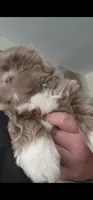 .., a male Shih Tzu for sale in South Hadley, MA – 3 of 10