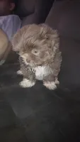 .., a male Shih Tzu for sale in South Hadley, MA – 4 of 10