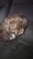 .., a male Shih Tzu for sale in South Hadley, MA – 9 of 10