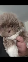 .., a male Shih Tzu for sale in South Hadley, MA – 7 of 10