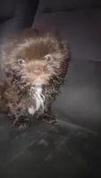 .., a male Shih Tzu for sale in South Hadley, MA – 3 of 10