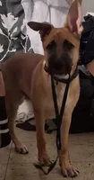 Rocky , a male Belgian Malinois and German Shepherd Dog for sale in Los Angeles, CA – 2 of 4