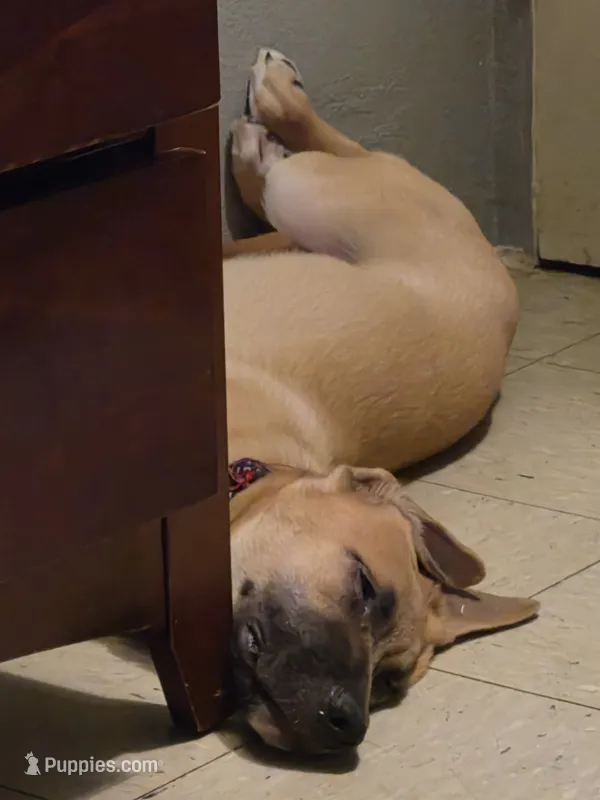 Rocky  – Belgian Malinois, German Shepherd Dog puppy for sale in Los Angeles, CA