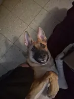 Rocky , a male Belgian Malinois and German Shepherd Dog for sale in Los Angeles, CA – 3 of 4