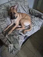 Rocky , a male Belgian Malinois and German Shepherd Dog for sale in Los Angeles, CA – 4 of 4