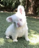 BEARY WHITE , a male French Bulldog for sale in Los Angeles, CA – 2 of 4