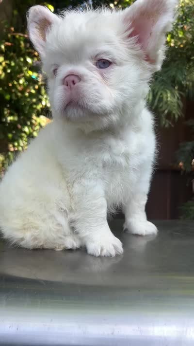 BEARY WHITE , a male French Bulldog for sale in Los Angeles, CA – 2 of 2