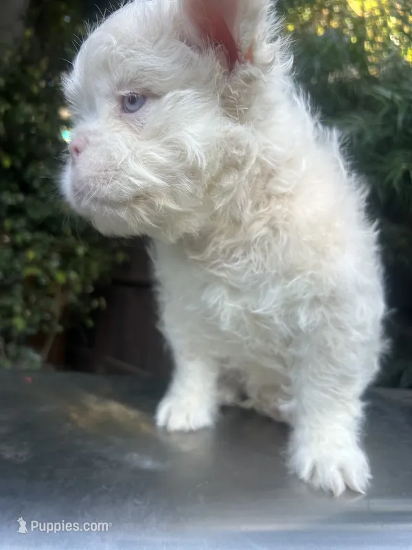 Pink Roosevelt  – French Bulldog puppy for sale in Los Angeles, CA
