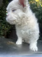 Pink Roosevelt , a male French Bulldog for sale in Los Angeles, CA – 1 of 1