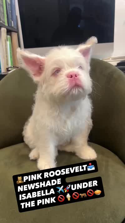 Pink Roosevelt , a male French Bulldog for sale in Los Angeles, CA – 3 of 3