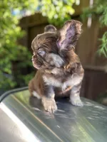 Bobby, a male French Bulldog for sale in Los Angeles, CA – Photo 5 of 5