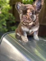 Bobby, a male French Bulldog for sale in Los Angeles, CA – Photo 4 of 5