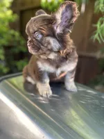 Bobby, a male French Bulldog for sale in Los Angeles, CA – Photo 1 of 5