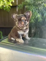 Bobby, a male French Bulldog for sale in Los Angeles, CA – Photo 2 of 5