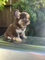 Bobby, a male French Bulldog for sale in Los Angeles, CA – Photo 3 of 5