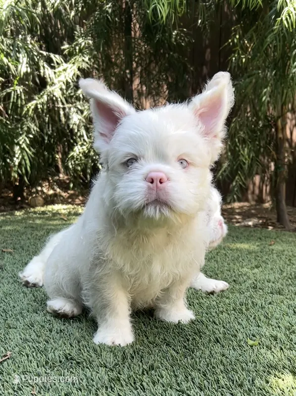 Pink Roosevelt  – French Bulldog puppy for sale in Los Angeles, CA