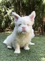 Pink Roosevelt , a male French Bulldog for sale in Los Angeles, CA – 1 of 3