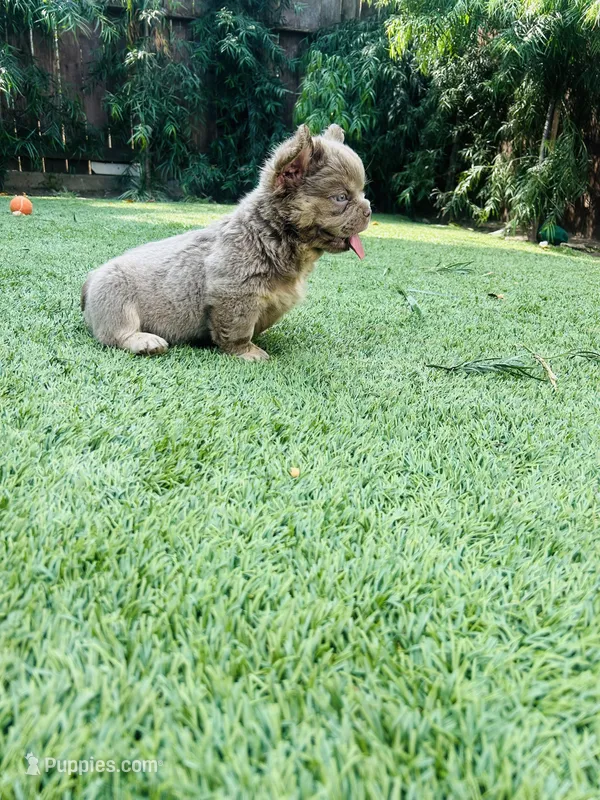 Blake – French Bulldog puppy for sale in Los Angeles, CA