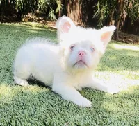 BEARY WHITE , a male French Bulldog for sale in Los Angeles, CA – 4 of 4