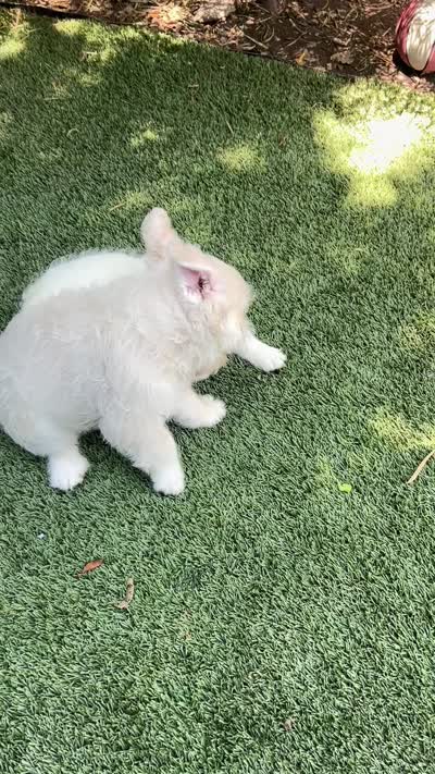 Pink Roosevelt , a male French Bulldog for sale in Los Angeles, CA – 2 of 3