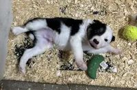 Max, a male Border Collie for sale in Winamac, IN – 5 of 10