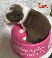 Eve, a female Border Collie for sale in Winamac, IN – 4 of 8