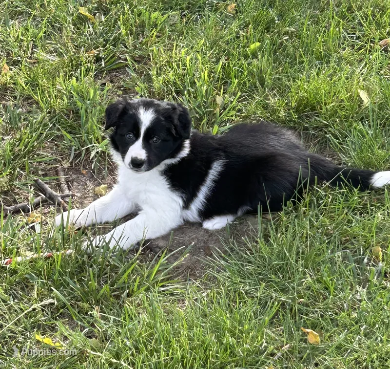 Abbie  – Border Collie puppy for sale in Winamac, IN
