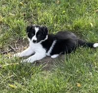 Abbie pending, a female Border Collie for sale in Winamac, IN – 5 of 10