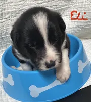 Eli, a male Border Collie for sale in Winamac, IN – 2 of 8