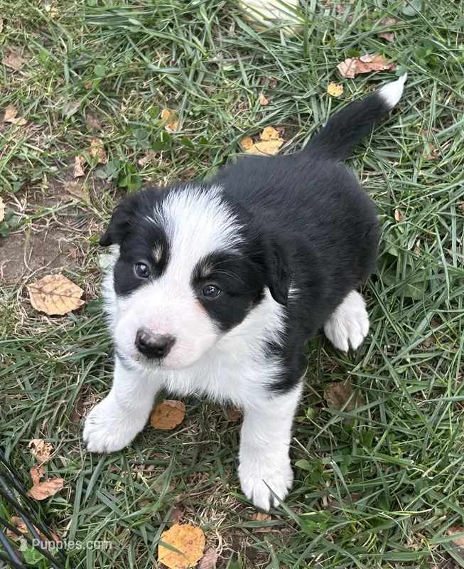 Jake – Border Collie puppy for sale in Winamac, IN