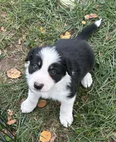 Jake, a male Border Collie for sale in Winamac, IN – 3 of 6
