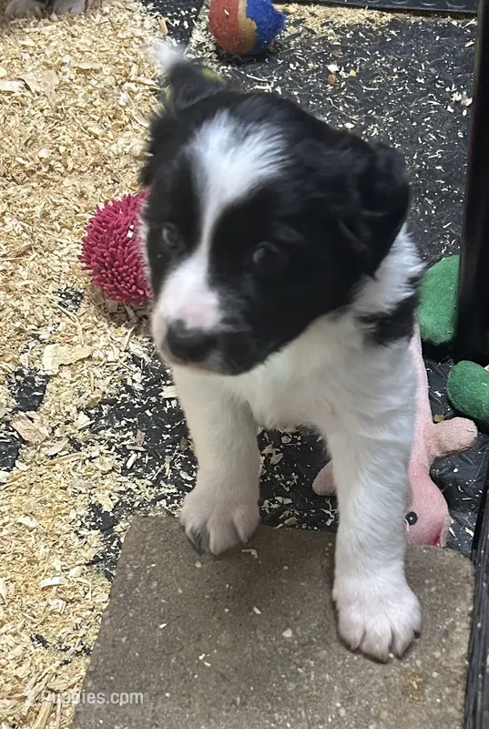 Abbie  – Border Collie puppy for sale in Winamac, IN