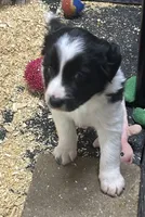 Abbie , a female Border Collie for sale in Winamac, IN – 1 of 4